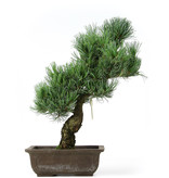 Pinus parviflora, 41 cm, ± 15 jaar oud