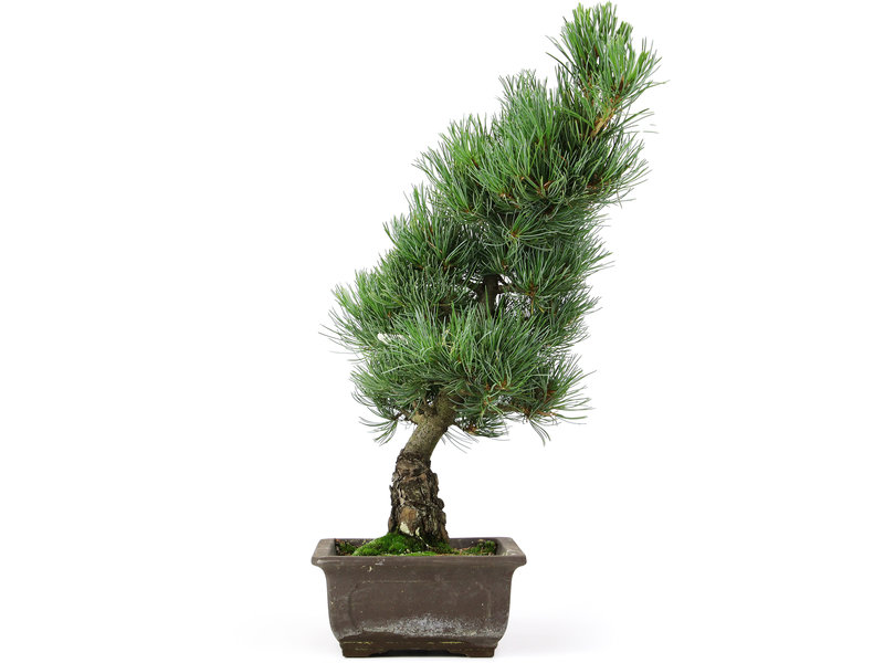 Pinus parviflora, 42 cm, ± 15 jaar oud