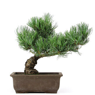 Pinus parviflora, 27 cm, ± 15 jaar oud