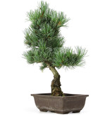 Pinus parviflora, 39 cm, ± 15 jaar oud
