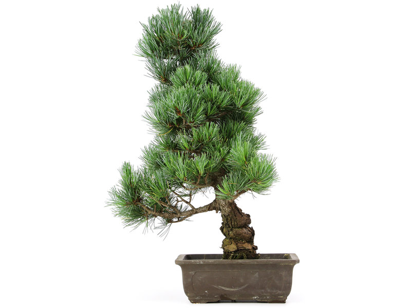 Pinus parviflora, 48 cm, ± 15 jaar oud