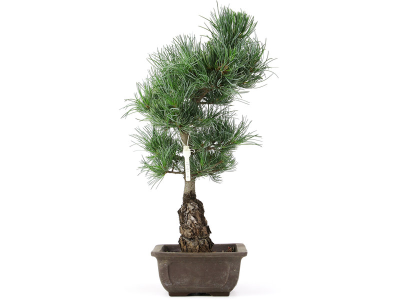 Pinus parviflora, 44 cm, ± 15 jaar oud