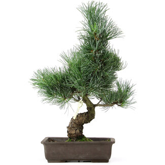 Pinus parviflora, 40 cm, ± 15 jaar oud