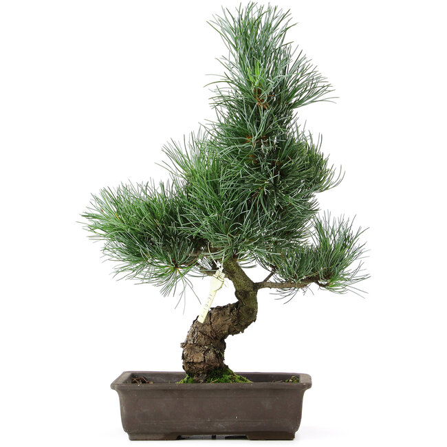 Pinus parviflora, 40 cm, ± 15 anni