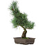 Pinus parviflora, 40 cm, ± 15 jaar oud