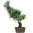 Pinus parviflora, 40 cm, ± 15 jaar oud