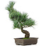 Pinus parviflora, 40 cm, ± 15 jaar oud