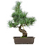 Pinus parviflora, 40 cm, ± 15 anni