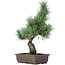 Pinus parviflora, 40 cm, ± 15 Jahre alt