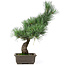 Pinus parviflora, 40 cm, ± 15 jaar oud