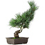 Pinus parviflora, 40 cm, ± 15 anni