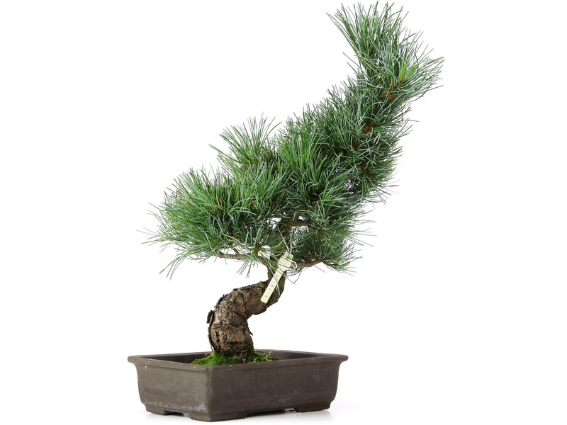 Pinus parviflora, 40 cm, ± 15 jaar oud