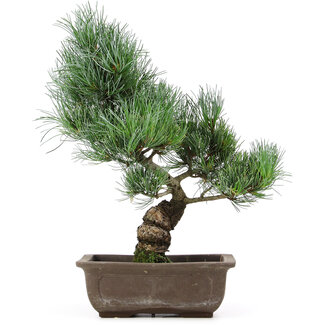 Pinus parviflora, 36 cm, ± 15 jaar oud