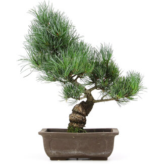 Pinus parviflora, 36 cm, ± 15 Jahre alt