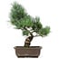 Pinus parviflora, 36 cm, ± 15 jaar oud