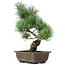 Pinus parviflora, 36 cm, ± 15 jaar oud