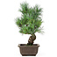 Pinus parviflora, 36 cm, ± 15 anni