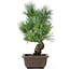 Pinus parviflora, 36 cm, ± 15 jaar oud