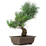 Pinus parviflora, 36 cm, ± 15 jaar oud