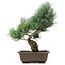 Pinus parviflora, 36 cm, ± 15 jaar oud