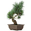 Pinus parviflora, 36 cm, ± 15 jaar oud