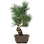 Pinus parviflora, 36 cm, ± 15 jaar oud