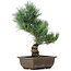 Pinus parviflora, 36 cm, ± 15 jaar oud