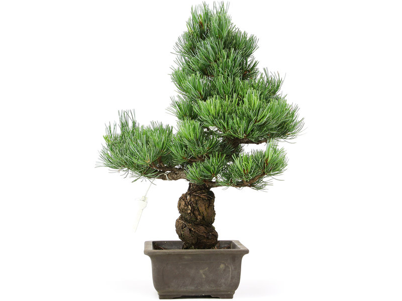 Pinus parviflora, 41 cm, ± 15 jaar oud
