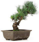 Pinus parviflora, 28 cm, ± 15 jaar oud