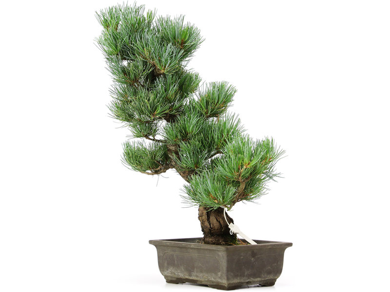 Pinus parviflora, 46 cm, ± 15 jaar oud
