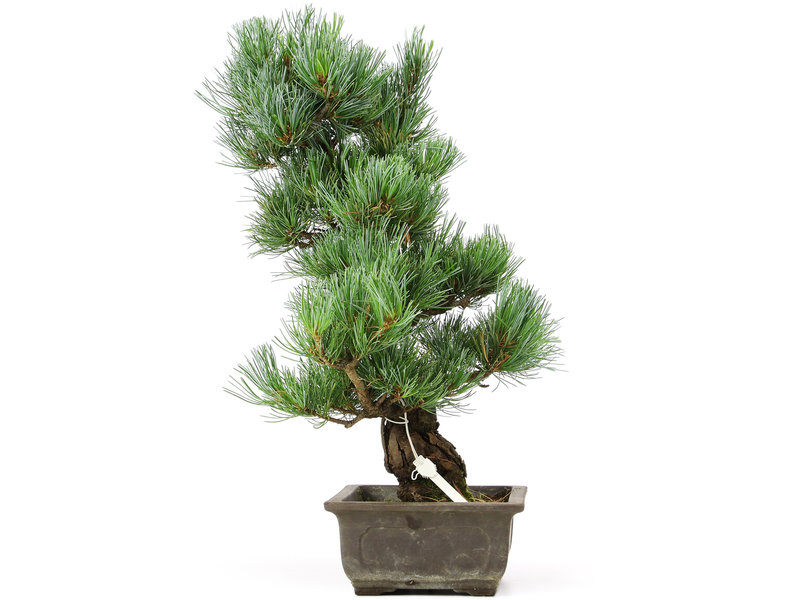 Pinus parviflora, 46 cm, ± 15 jaar oud