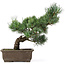 Pinus parviflora, 33 cm, ± 15 jaar oud