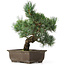 Pinus parviflora, 33 cm, ± 15 jaar oud