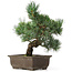 Pinus parviflora, 33 cm, ± 15 years old