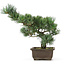 Pinus parviflora, 33 cm, ± 15 jaar oud