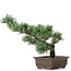 Pinus parviflora, 33 cm, ± 15 anni