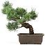 Pinus parviflora, 33 cm, ± 15 anni