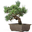 Pinus parviflora, 33 cm, ± 15 jaar oud