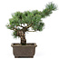 Pinus parviflora, 33 cm, ± 15 jaar oud