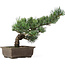 Pinus parviflora, 33 cm, ± 15 jaar oud