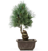 Pinus parviflora, 31 cm, ± 15 jaar oud