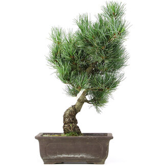 Pinus parviflora, 36 cm, ± 15 Jahre alt