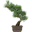 Pinus parviflora, 36 cm, ± 15 anni