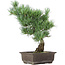 Pinus parviflora, 36 cm, ± 15 anni