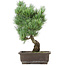 Pinus parviflora, 36 cm, ± 15 jaar oud