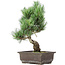 Pinus parviflora, 36 cm, ± 15 jaar oud