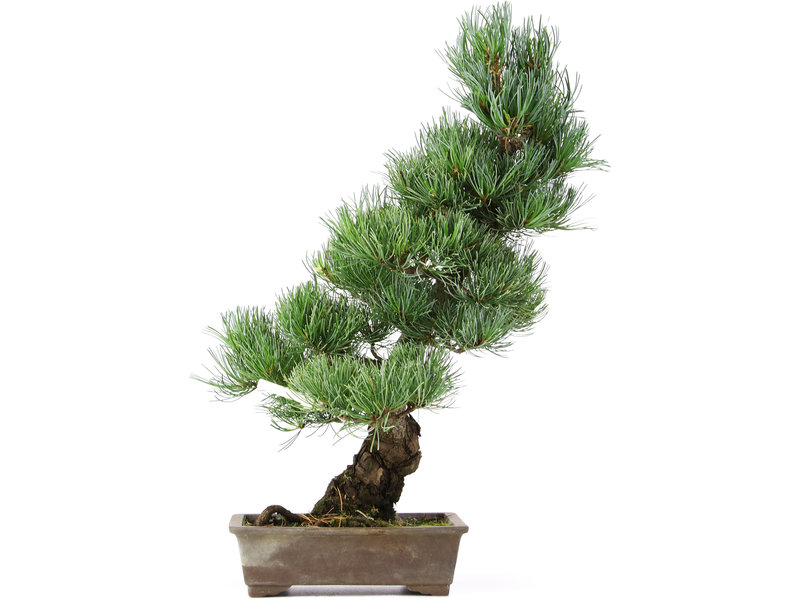 Pinus parviflora, 44 cm, ± 15 jaar oud