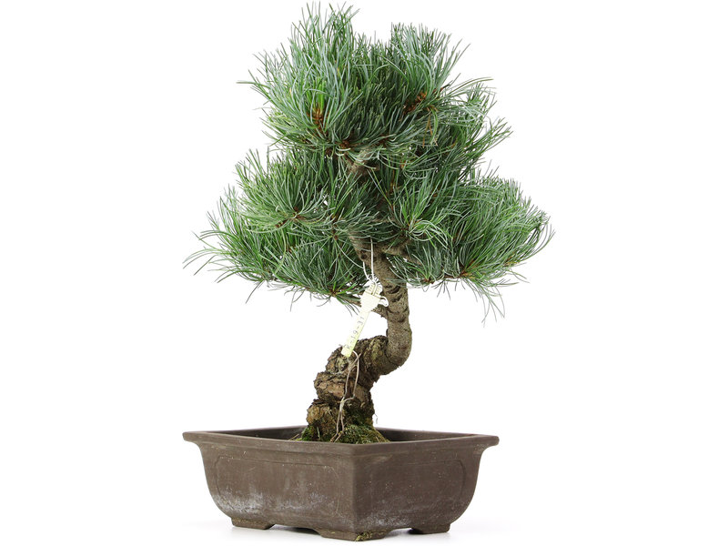 Pinus parviflora, 35 cm, ± 15 jaar oud