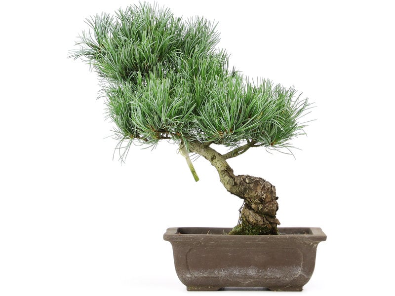 Pinus parviflora, 35 cm, ± 15 jaar oud