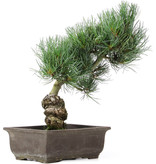 Pinus parviflora, 32 cm, ± 15 jaar oud